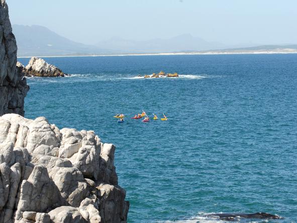Ocean Eleven Guest House - Whales 